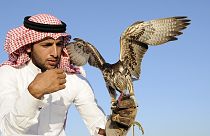 مسابقه شاهین های شکاری در امارات متحده عربی