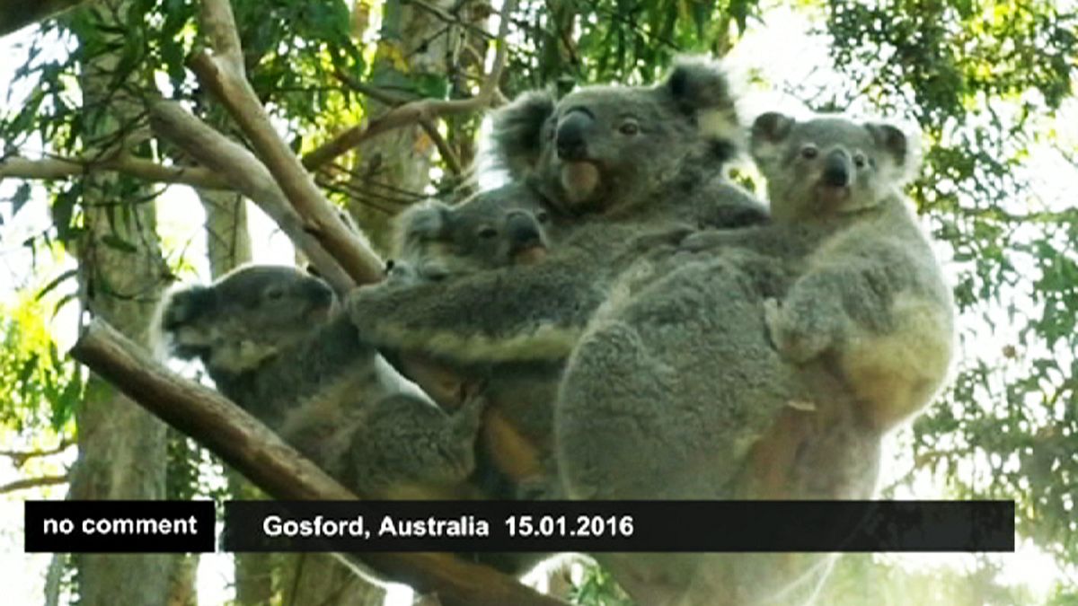 Por falta de leche, dos koalas bebés son adoptados