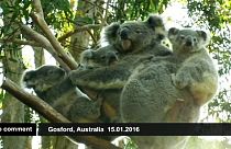 Mãe coala adota duas crias