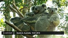 Koala adoptiert Koala-Kinder