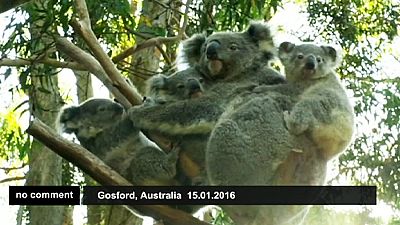 Koala bears one cub, adopts two