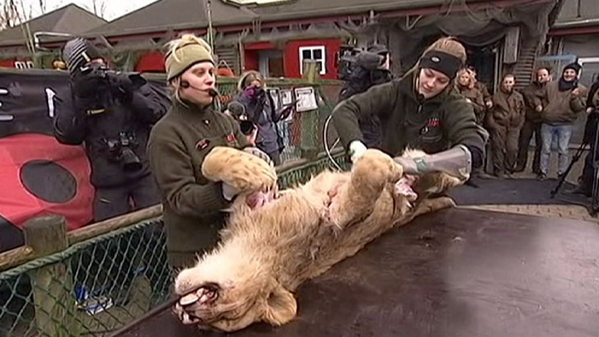 Un lion disséqué en public dans un zoo danois