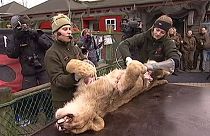 Danimarca: uno zoo disseziona in pubblico un leone