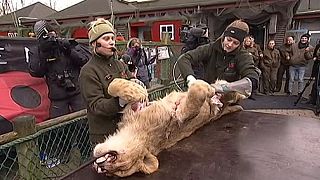 Un zoo danés disecciona un león en público