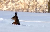 Una ardilla bucea en la nieve