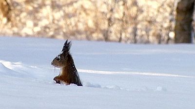 Squirrel goes diving in the snow