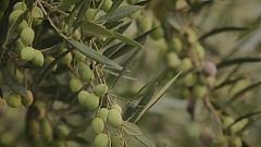 Umweltfreundlich grillen: Briketts aus Olivenkernen