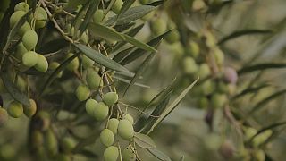 Umweltfreundlich grillen: Briketts aus Olivenkernen
