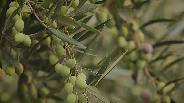 Ελλάδα: η Καλαμάτα διδάσκει οικολογική επιχειρηματικότητα στην Ευρώπη! Ελλάδα: η Καλαμάτα διδάσκει οικολογική επιχειρηματικότητα στην Ευρώπη!
