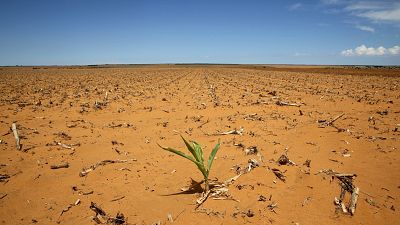 L'Afrique du Sud et la Zambie en proie à la sécheresse