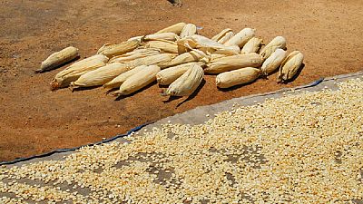 Ouganda : des méthodes de stockage des récoltes plus efficaces pour les paysans