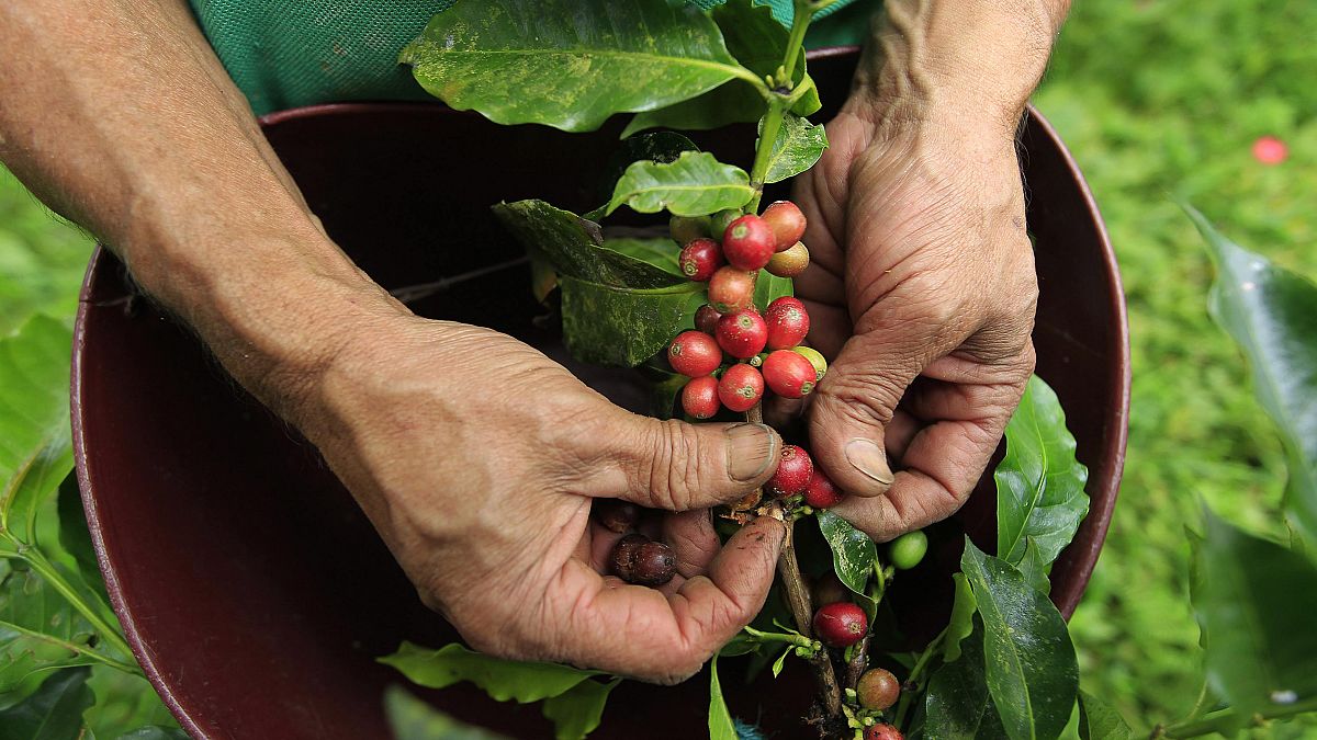 Image: A farmer harvests coffee beans at a farm near Sasaima city