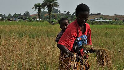 Liberia : hausse de la production du riz paddy