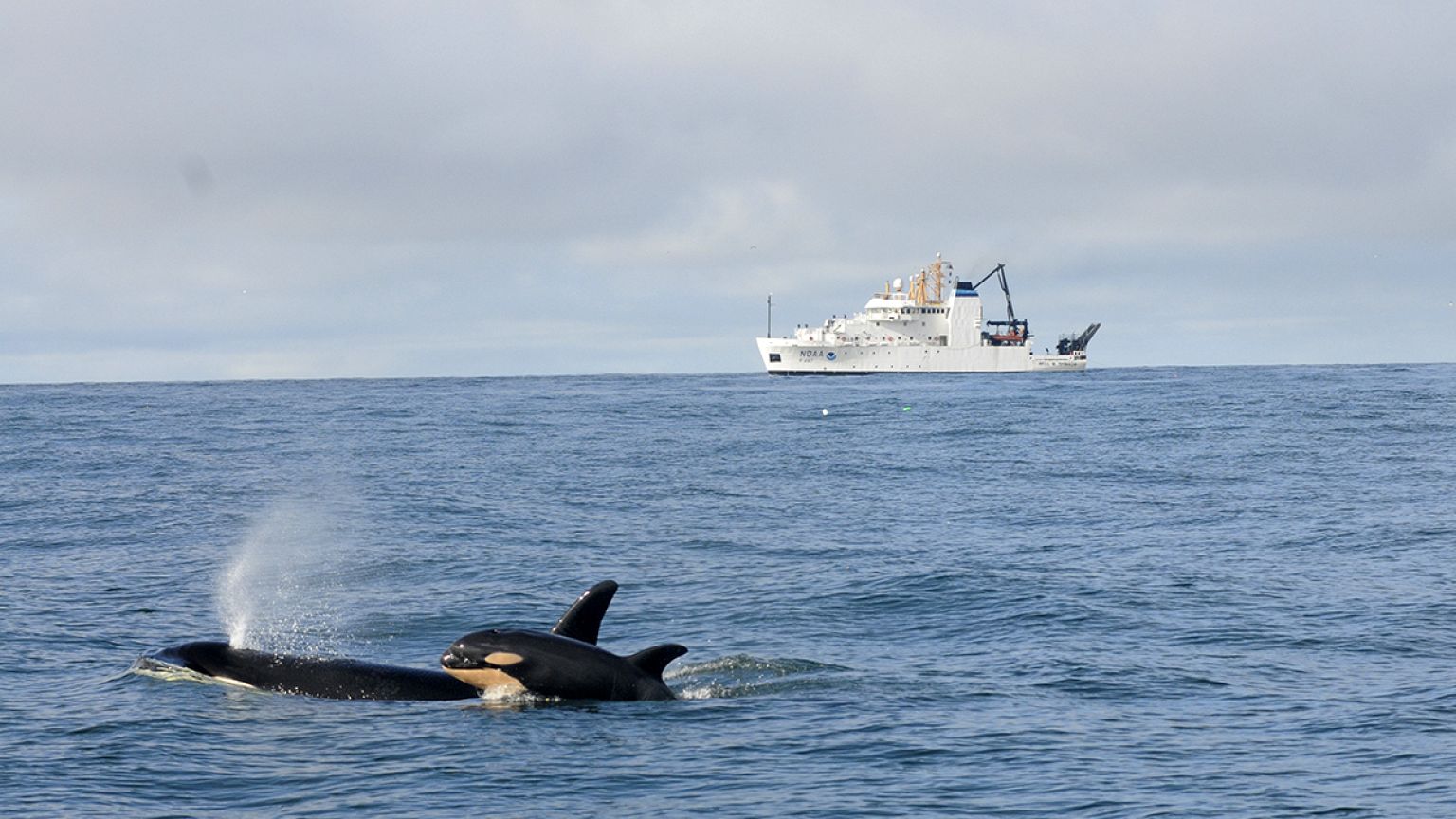 Höllenlärm unter Wasser sorgt für Dauerstress bei Meeressäugern
