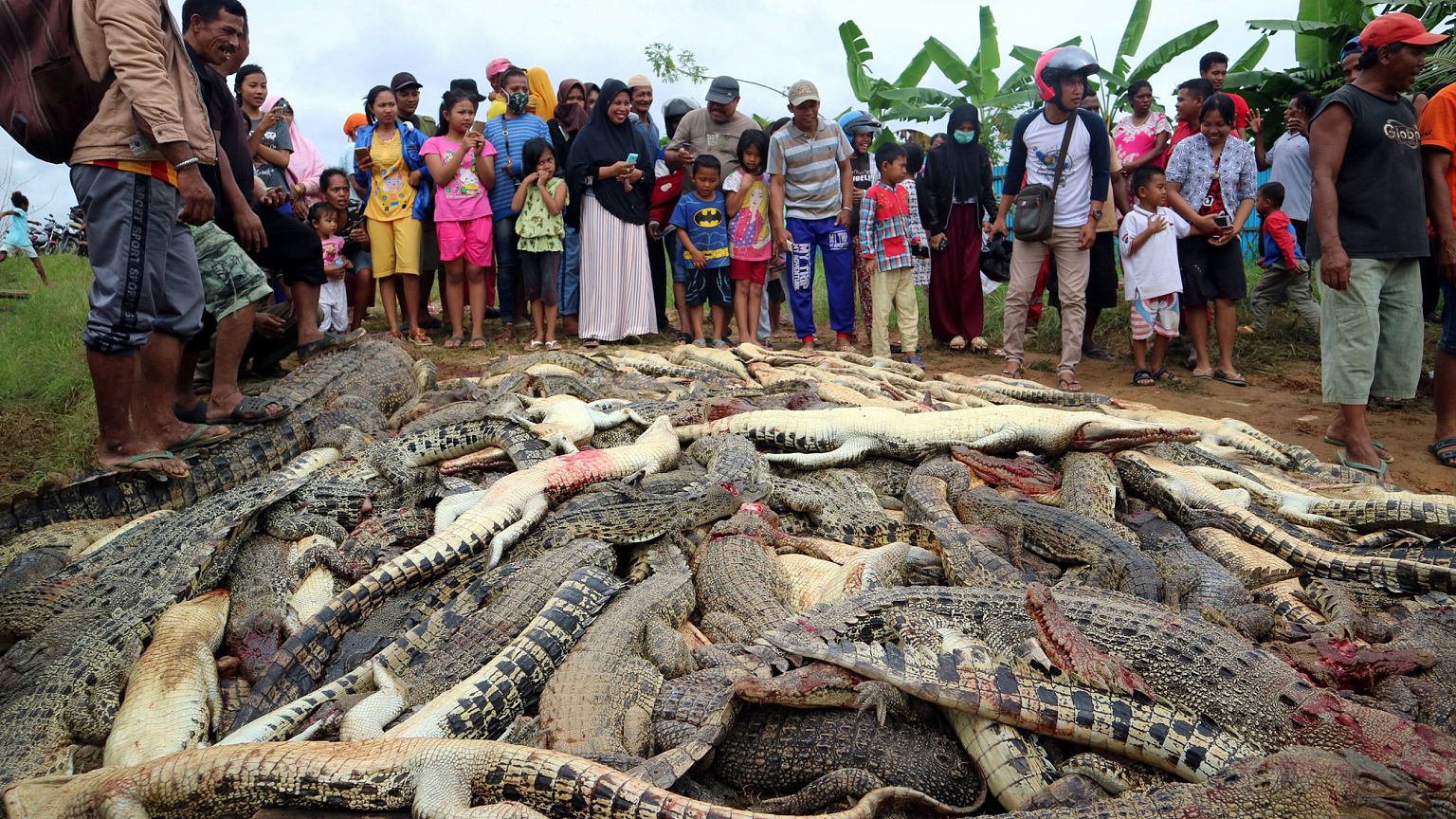 Image: Local residents look at the carcasses of hundreds of crocodiles
