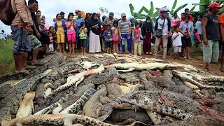 Image: Local residents look at the carcasses of hundreds of crocodiles