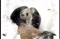 Ведмедик у снігу