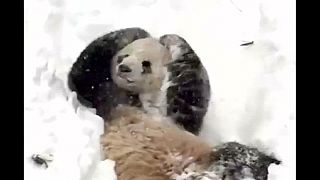 Agora algo fofo: Um panda a brincar na neve