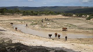 350,000 newborns expected in Ethiopia's hunger peak season-Charity group