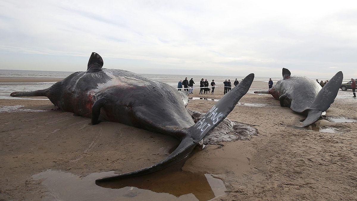Fifth sperm whale washes up dead on British beach