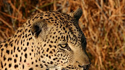 South Africa bans Leopard hunting trophies for 2016