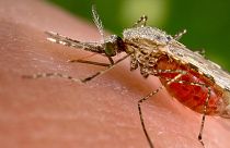 Dinamarca detecta el primer caso de virus Zika