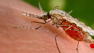Dinamarca detecta el primer caso de virus Zika