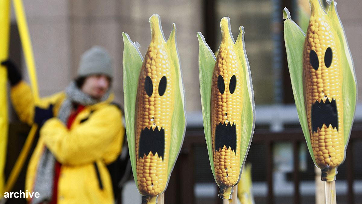 Report claims link between animal health and GM crops