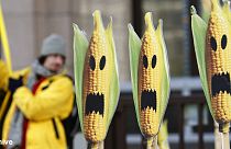 Report claims link between animal health and GM crops