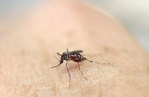 Virus Zika : quels risques, quel vaccin ?