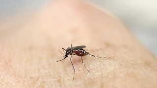 OMS: Vírus zika "propaga-se de forma explosiva"