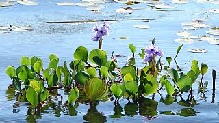 Water Hyacinth: Benin turns scourge into viable resource