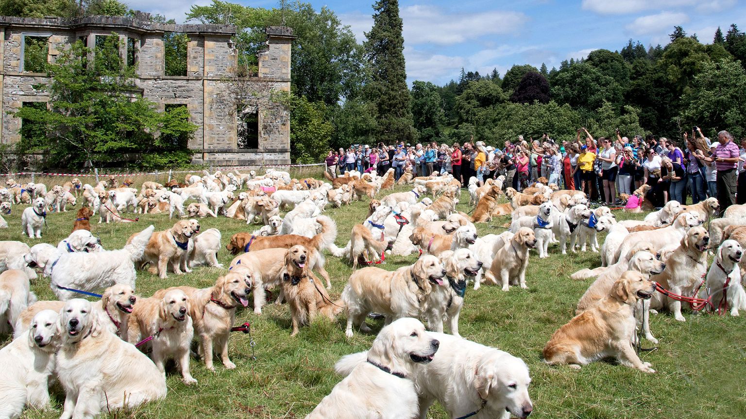 150th Anniversary of the Golden Retriever