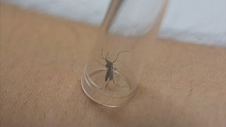 Mit kell tudni a zika-vírusról?