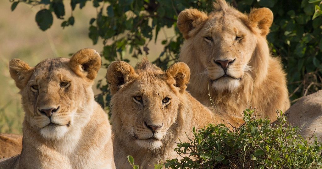 Genetically unique' lions discovered at Ethiopian zoo