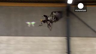 [watch] Dutch police train birds of prey to target ill-eagle drones
