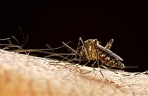 سازمان جهانی بهداشت: ویروس زیکا ممکن است به آفریقا و آسیا برسد