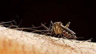Zika virus: WHO fearful of spread into Africa, Asia, Europe and US