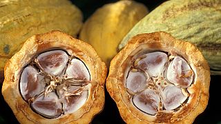 La production de cacao devrait chuter de 12 % en Côte d'Ivoire