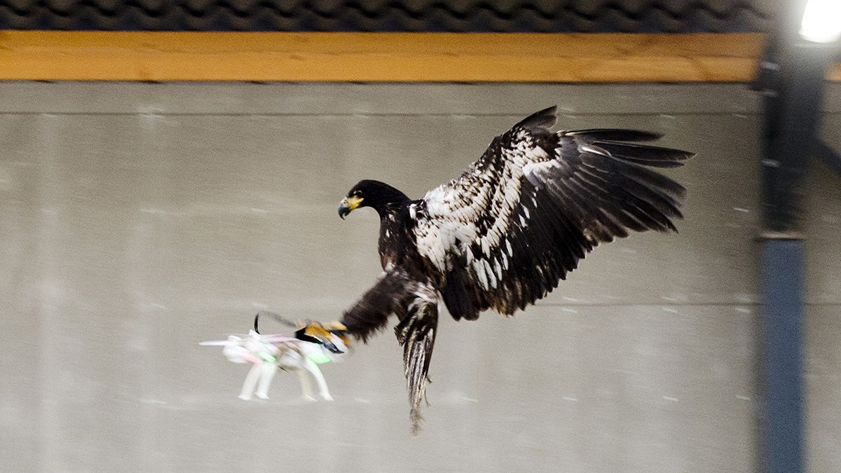 استفاده از عقاب برای زمین گیر کردن پهپادها در هلند