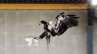 Des aigles prédateurs de drones aux Pays-Bas