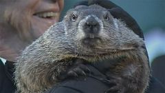 Groundhog Day: Murmeltier Punxsutawney Phil sieht keinen Schatten