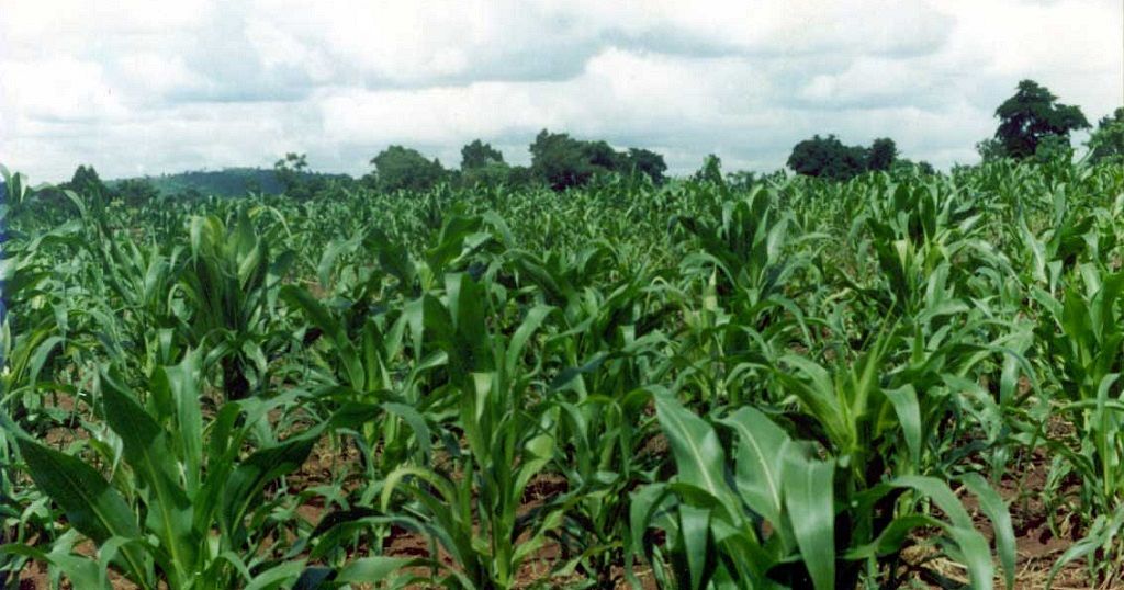 Ugandan farmers use mobile apps to sell and buy produce Africanews