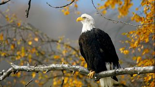 Image: FILE PHOTO: A bald eagle sits in a tree in the Chilkat Bald Eagle Pr