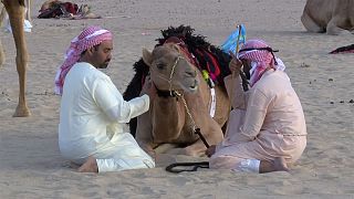 Una Camel Trek negli Emirati Arabi Uniti