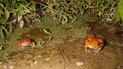 Madagascar: Eradication of toxic toad
