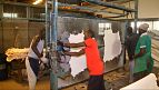 Kenya : des scientifiques recensent les zèbres de Grévy pour les sauver