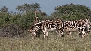 Kenya : des scientifiques recensent les zèbres de Grévy pour les sauver