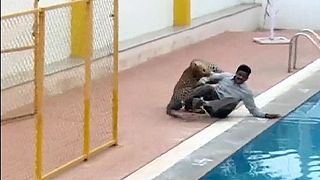 Индия: нелегкая это работа, поймать проникшего в школу леопарда