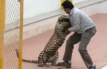 Hindistan'da leopar saldırısı